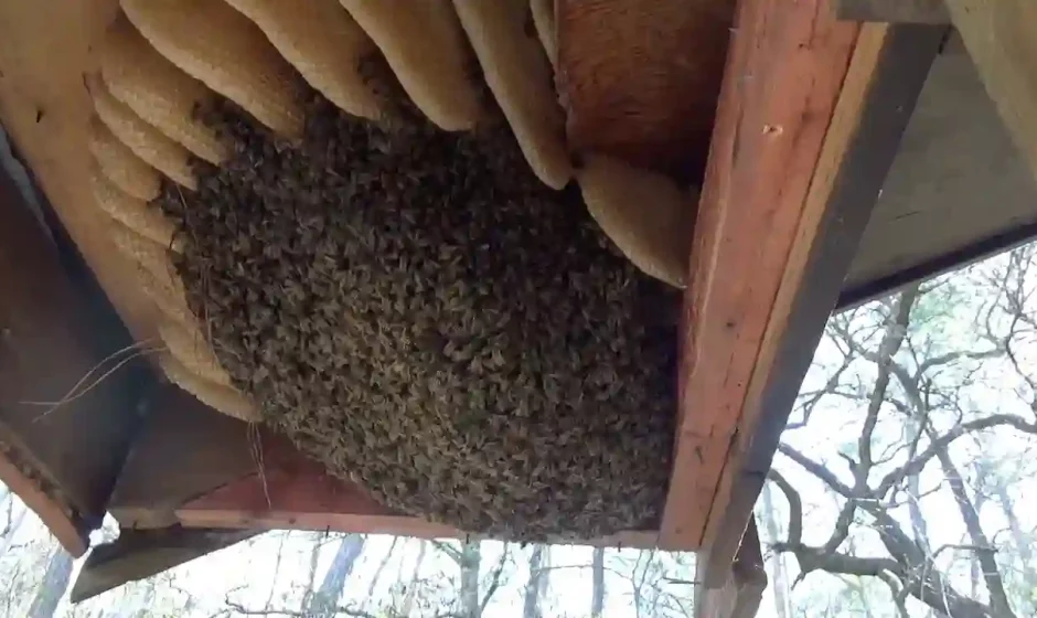 Bee Removal