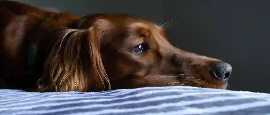 Dog Vomiting White Foam