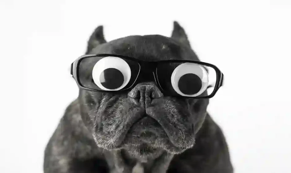 Dog Puns