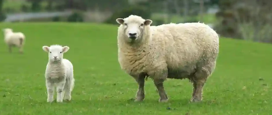 Sheep Names