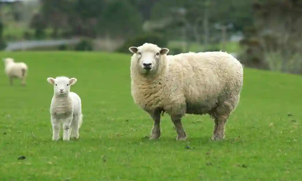 Sheep Names That Are Adorable, Funny, And So Clever